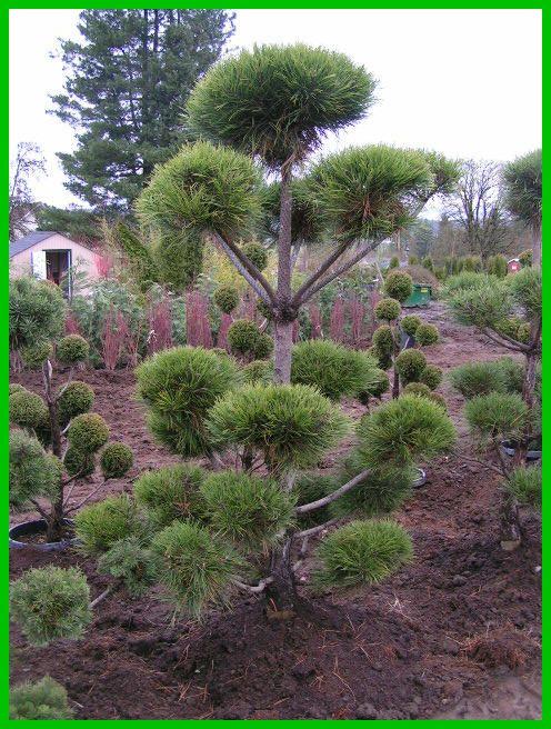 Pinus Sylvestris Pompom - View 9 from www redcrocus com