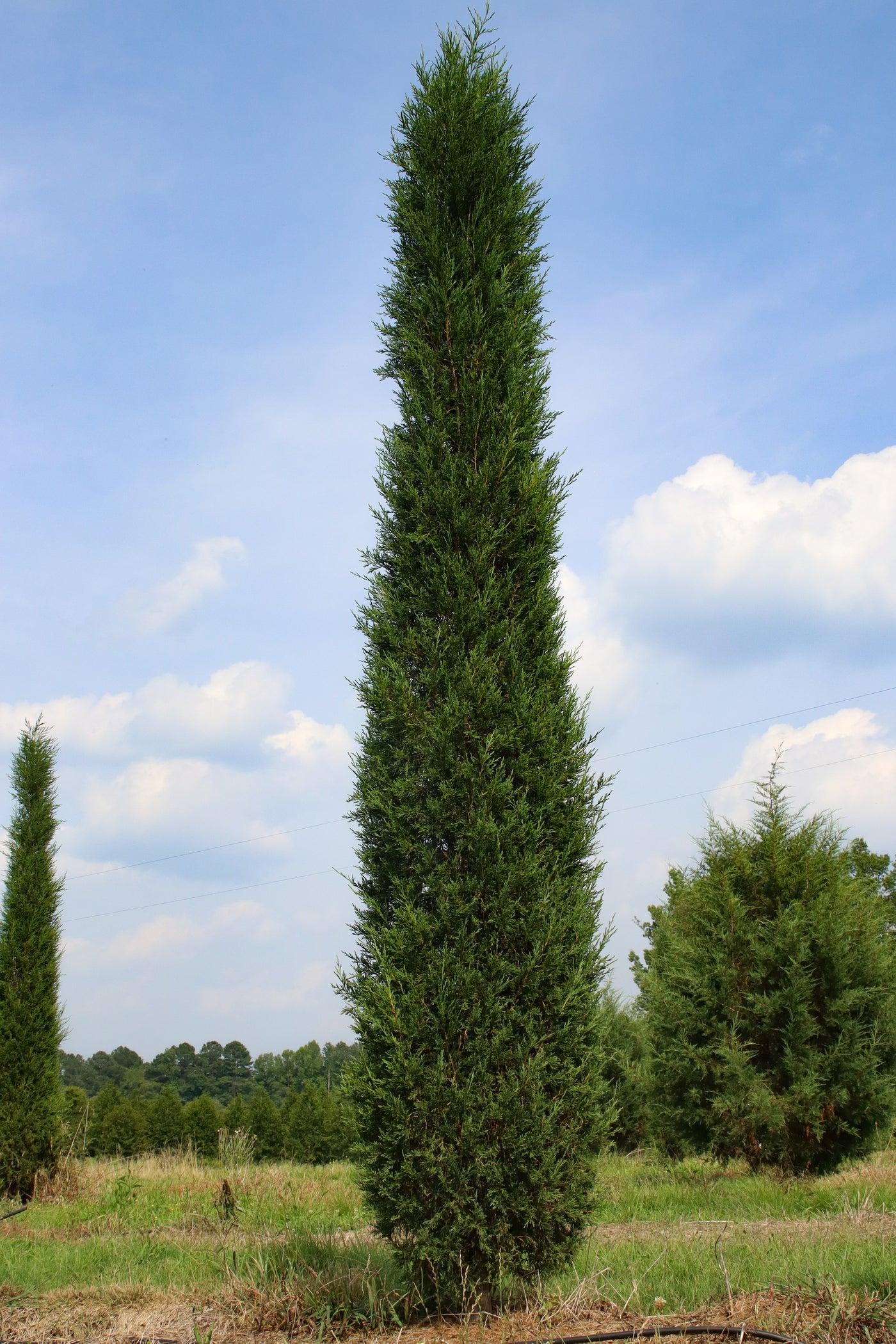 Juniperus Virginiana Taylor - View 6 from www redcrocus com