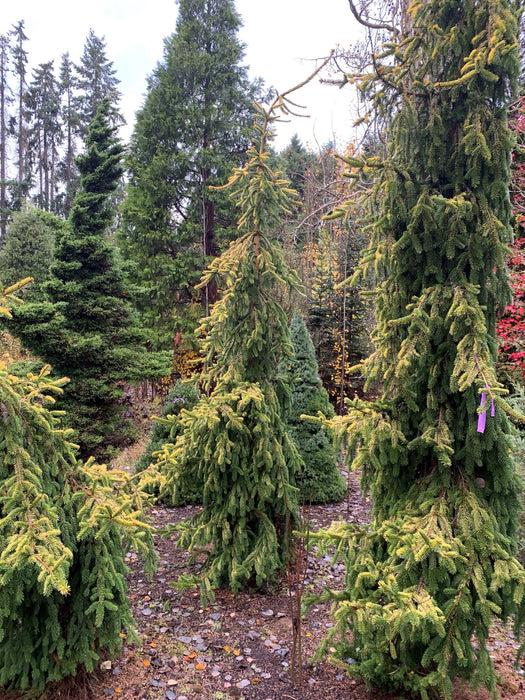 Picea Abies 'gold Drift' - View 16 from www redcrocus com