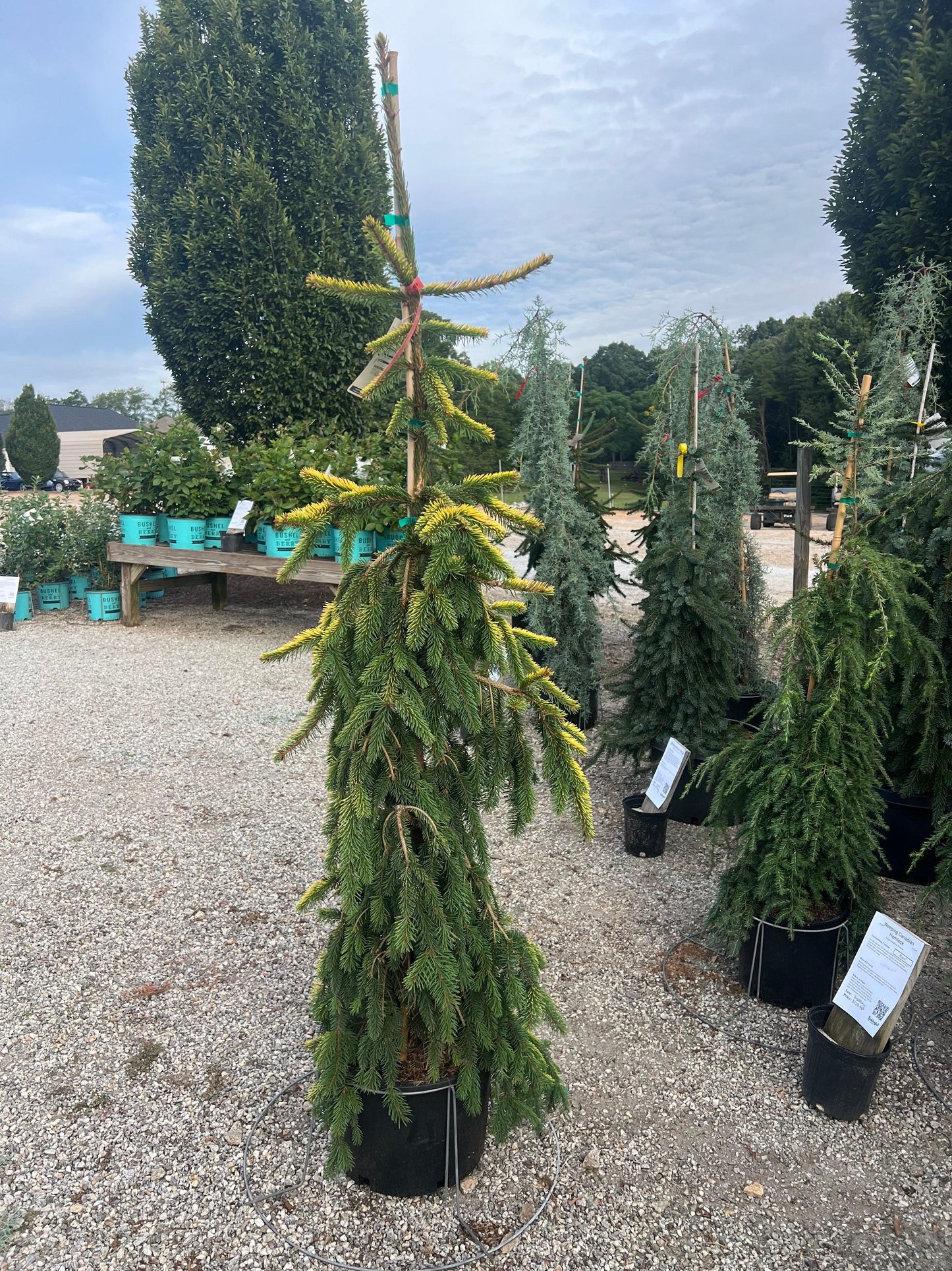 Picea Abies 'gold Drift' - View 17 from www redcrocus com