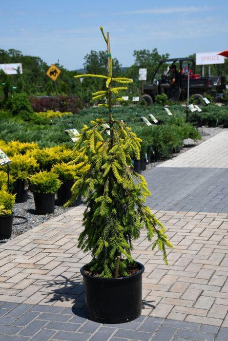 Picea Abies 'gold Drift' - View 18 from www redcrocus com