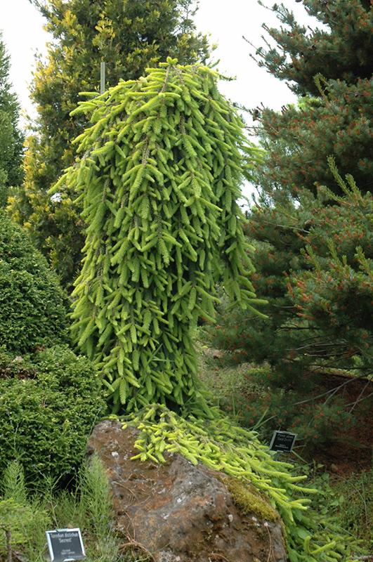 Picea Abies 'gold Drift' - View 8 from www redcrocus com