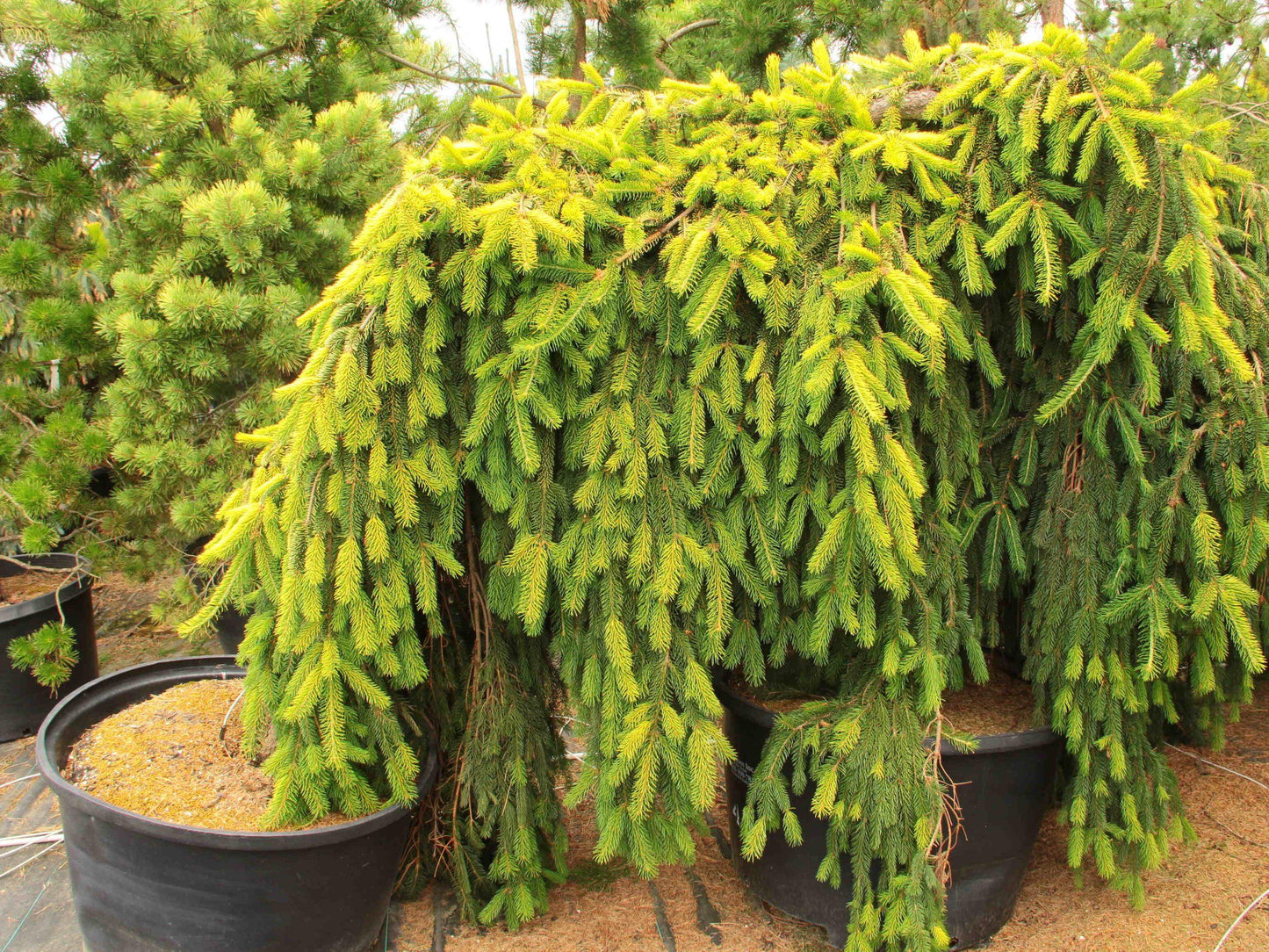 Picea Abies 'gold Drift' - View 9 from www redcrocus com