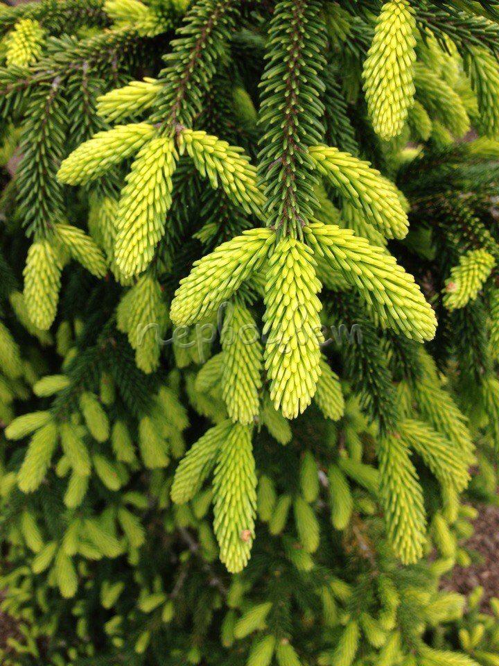 Picea Orientalis Early Gold - View 18 from www redcrocus com