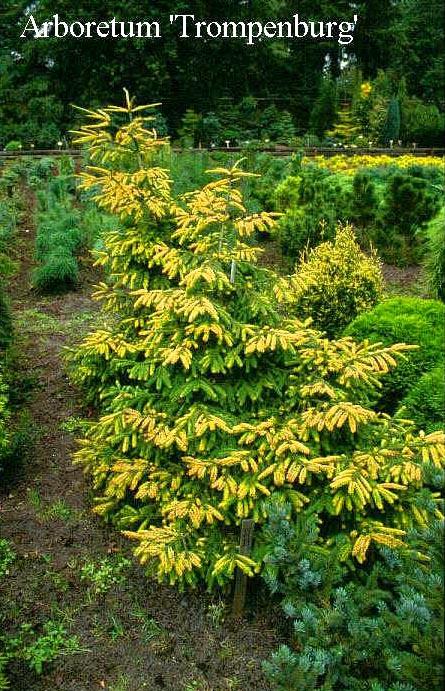 Picea Orientalis Early Gold - View 2 from www redcrocus com