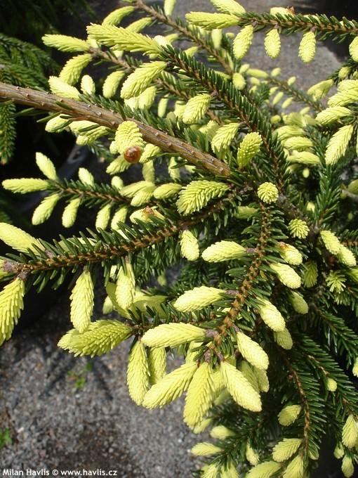 Picea Orientalis Early Gold - View 4 from www redcrocus com