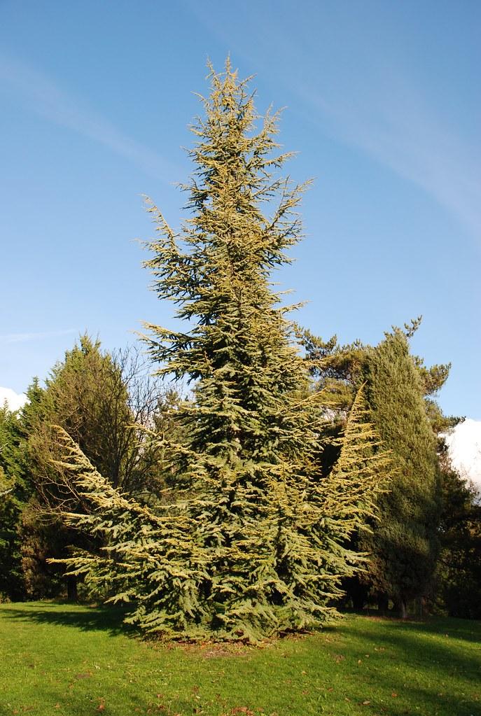 Cedrus Atlantica Aurea - View 11 from www redcrocus com