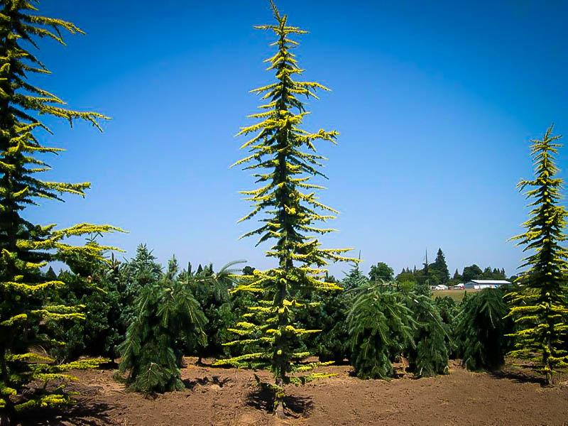 Cedrus Atlantica Aurea - View 13 from www redcrocus com