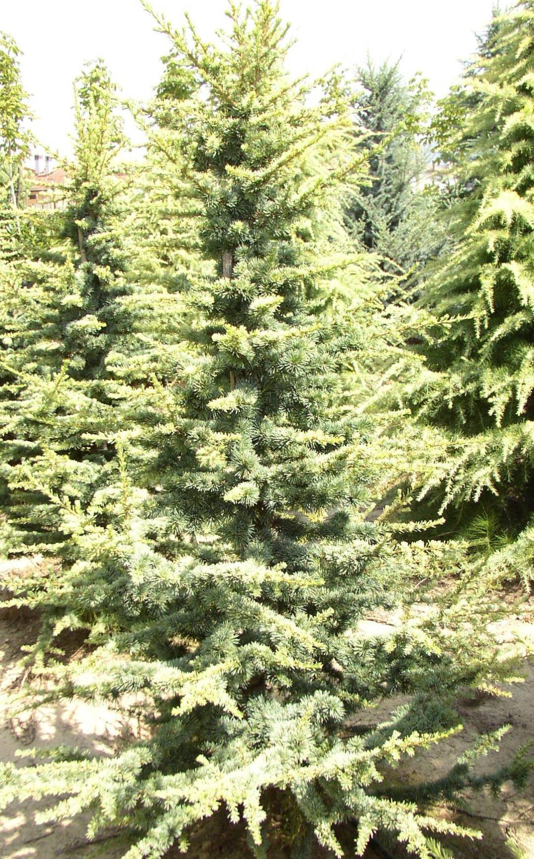 Cedrus Atlantica Aurea - View 14 from www redcrocus com