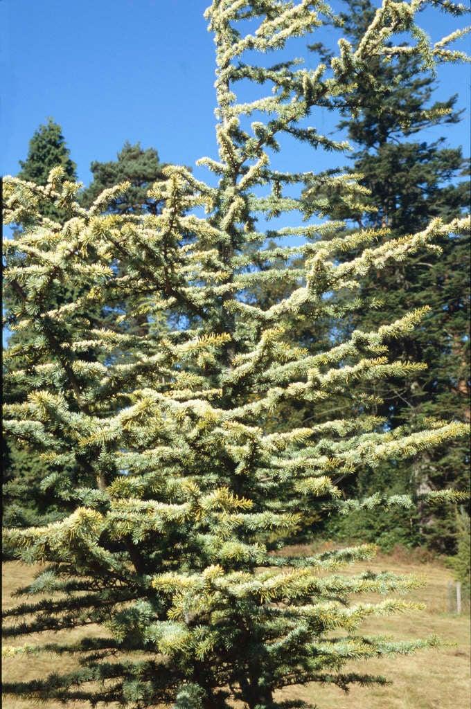 Cedrus Atlantica Aurea - View 15 from www redcrocus com