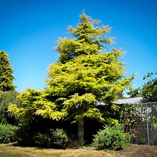 Cedrus Atlantica Aurea - View 20 from www redcrocus com