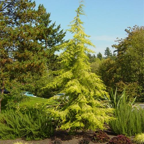 Cedrus Atlantica Aurea - View 2 from www redcrocus com