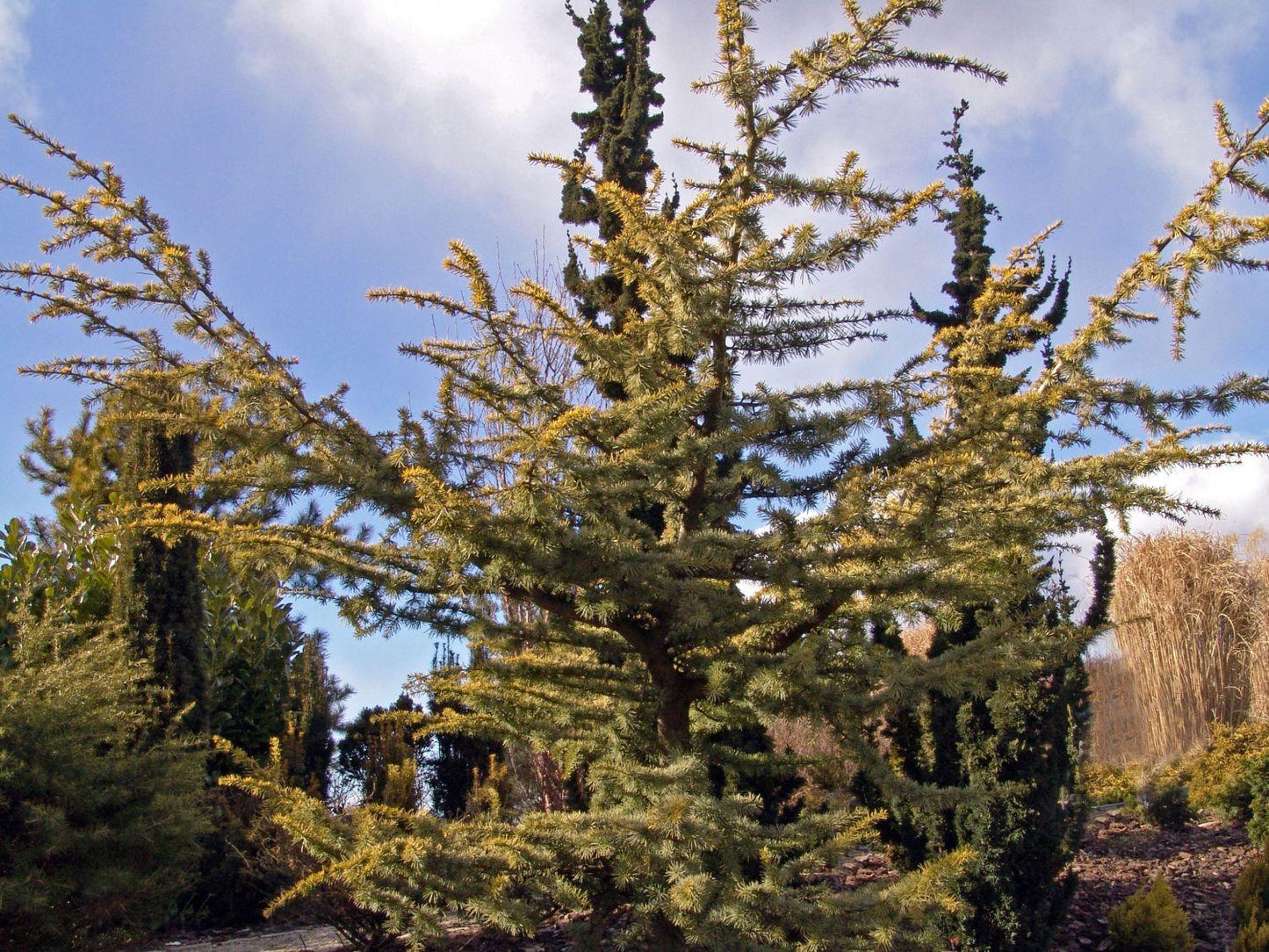 Cedrus Atlantica Aurea - View 4 from www redcrocus com