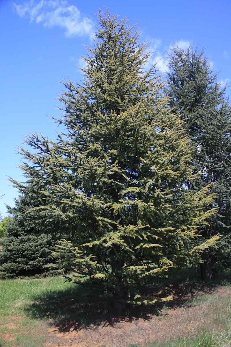 Cedrus Atlantica Aurea - View 6 from www redcrocus com