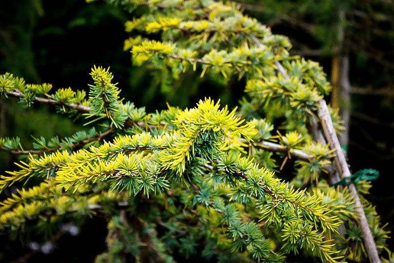Cedrus Atlantica Aurea - View 8 from www redcrocus com