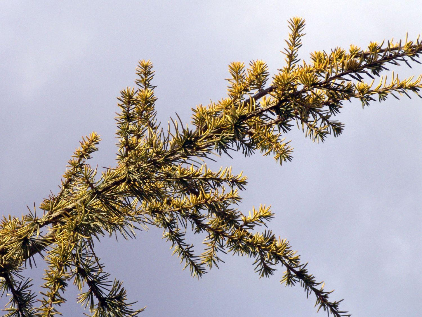 Cedrus Atlantica Aurea - View 9 from www redcrocus com