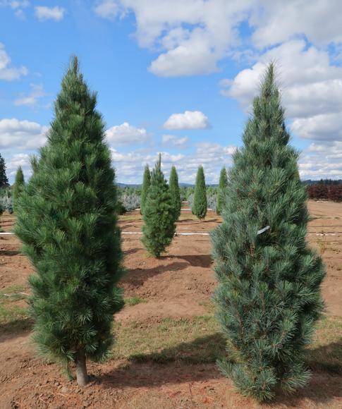 Pinus Strobus Stowe Pillar - View 10 from www redcrocus com