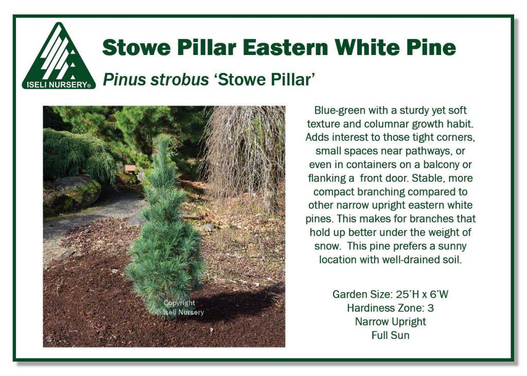 Pinus Strobus Stowe Pillar - View 11 from www redcrocus com