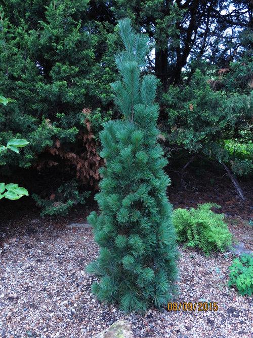 Pinus Strobus Stowe Pillar - View 13 from www redcrocus com