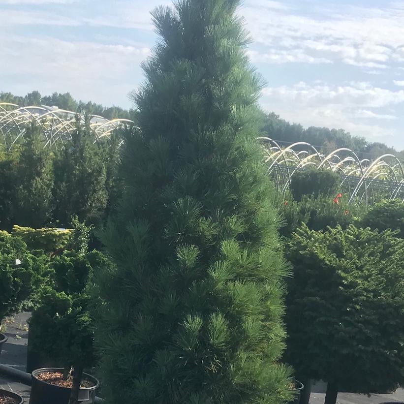 Pinus Strobus Stowe Pillar - View 16 from www redcrocus com