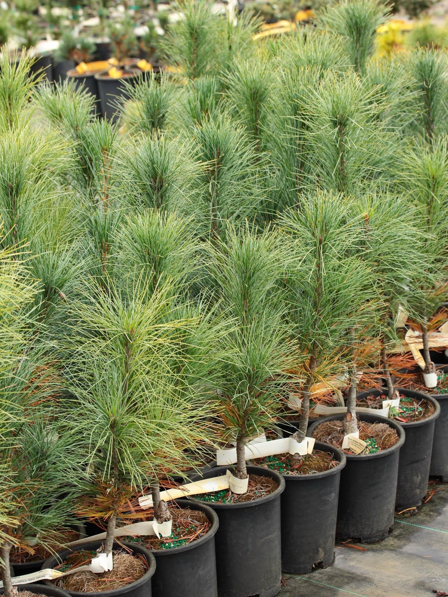Pinus Strobus Stowe Pillar - View 1 from www redcrocus com