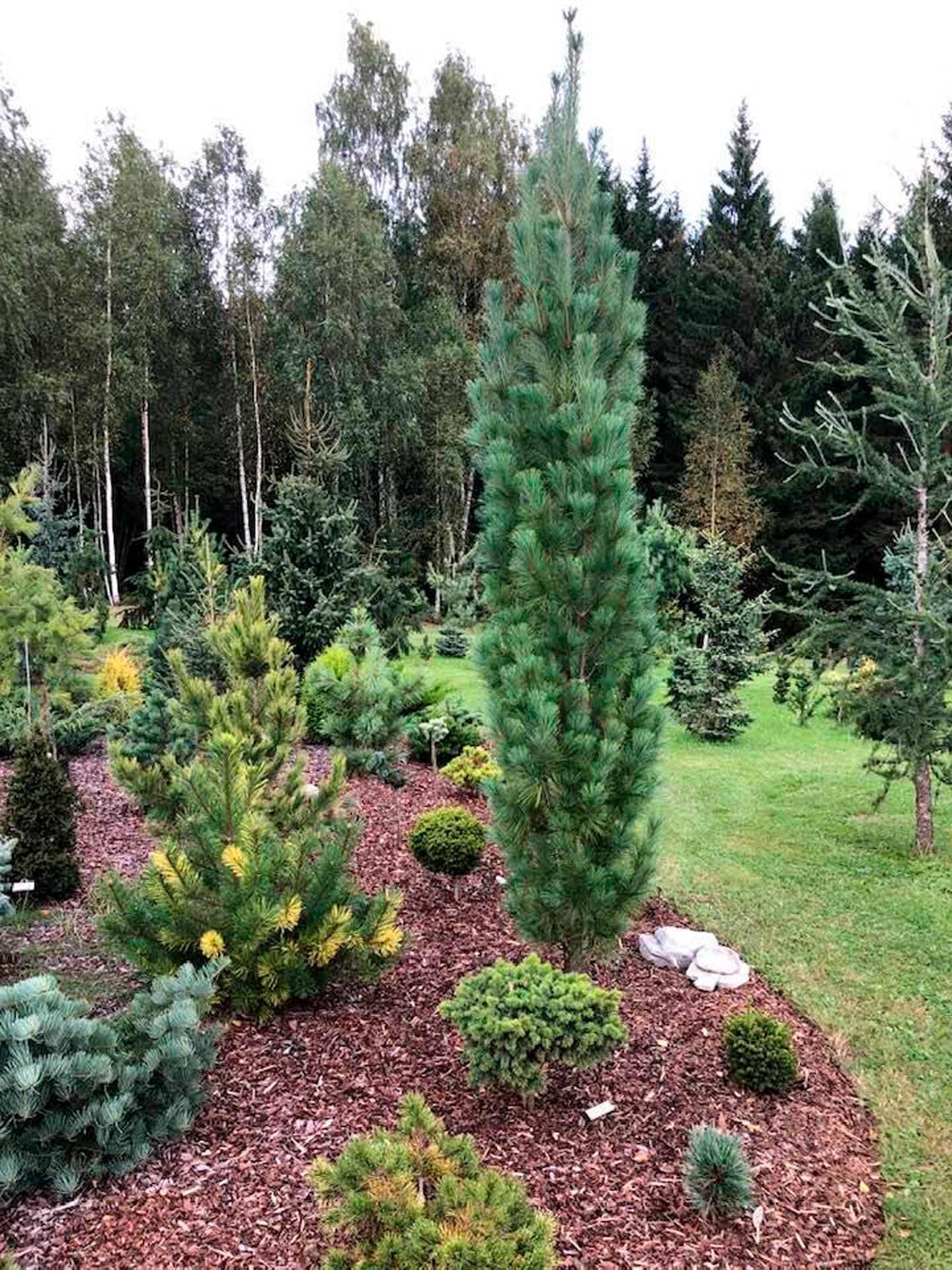 Pinus Strobus Stowe Pillar - View 2 from www redcrocus com