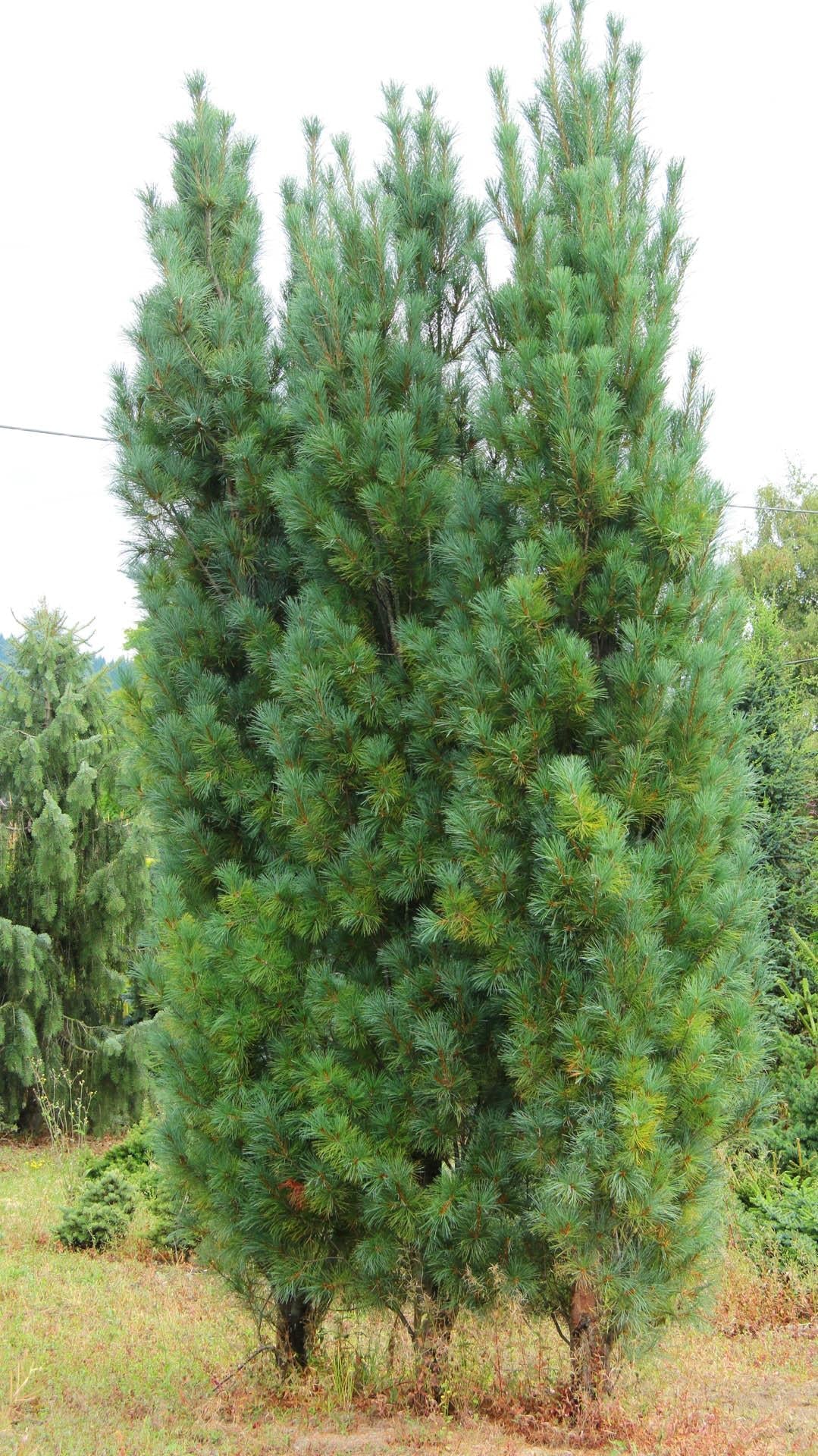 Pinus Strobus Stowe Pillar - View 3 from www redcrocus com
