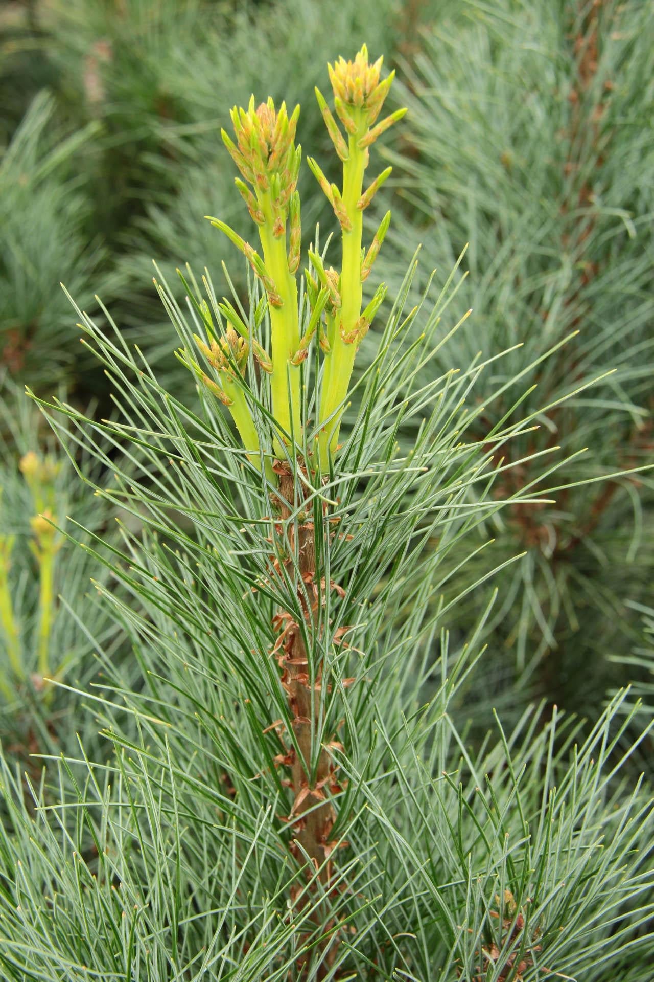 Pinus Strobus Stowe Pillar - View 4 from www redcrocus com
