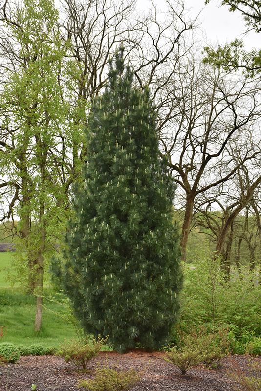 Pinus Strobus Stowe Pillar - View 5 from www redcrocus com