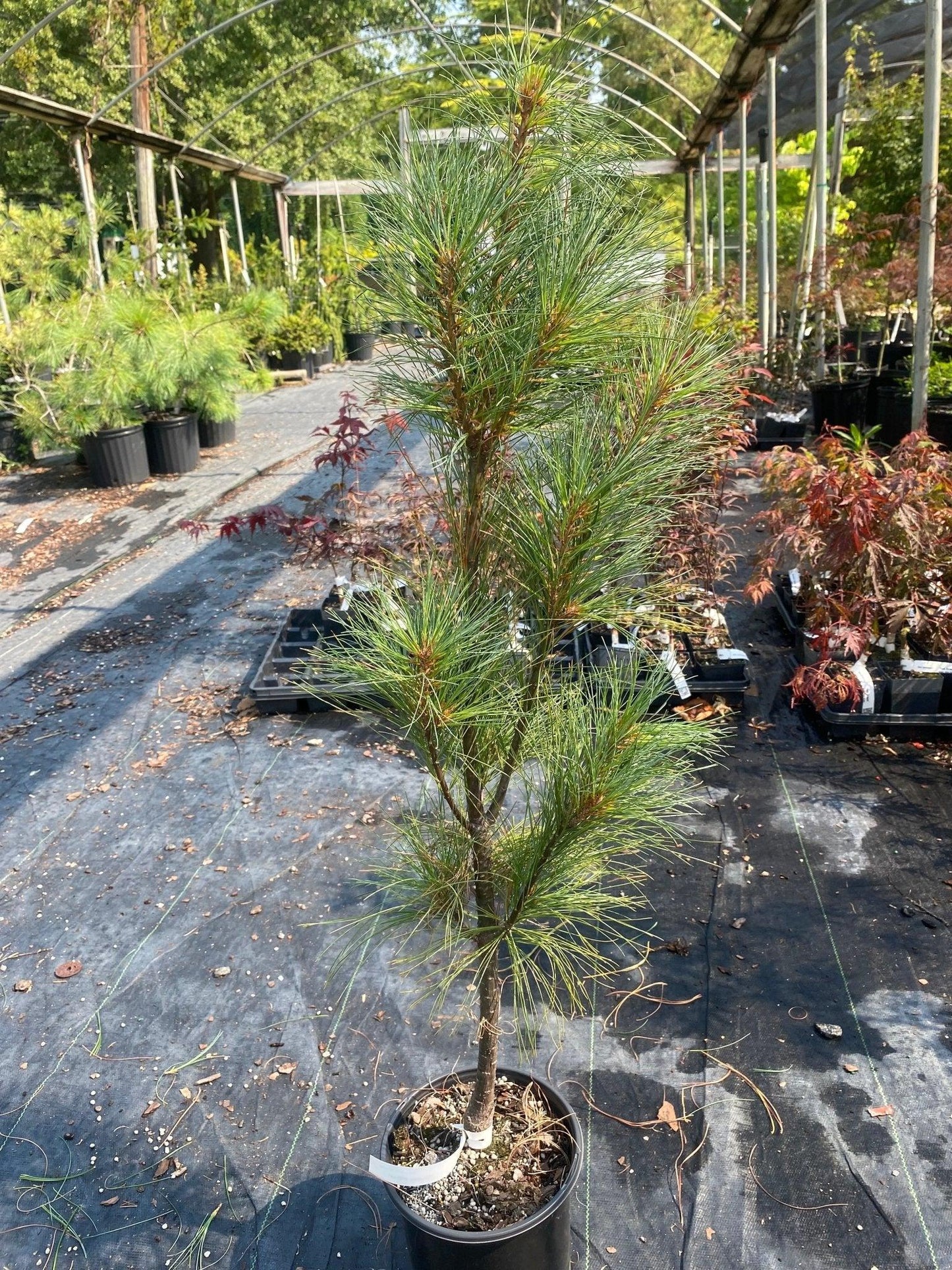 Pinus Strobus Stowe Pillar - View 6 from www redcrocus com