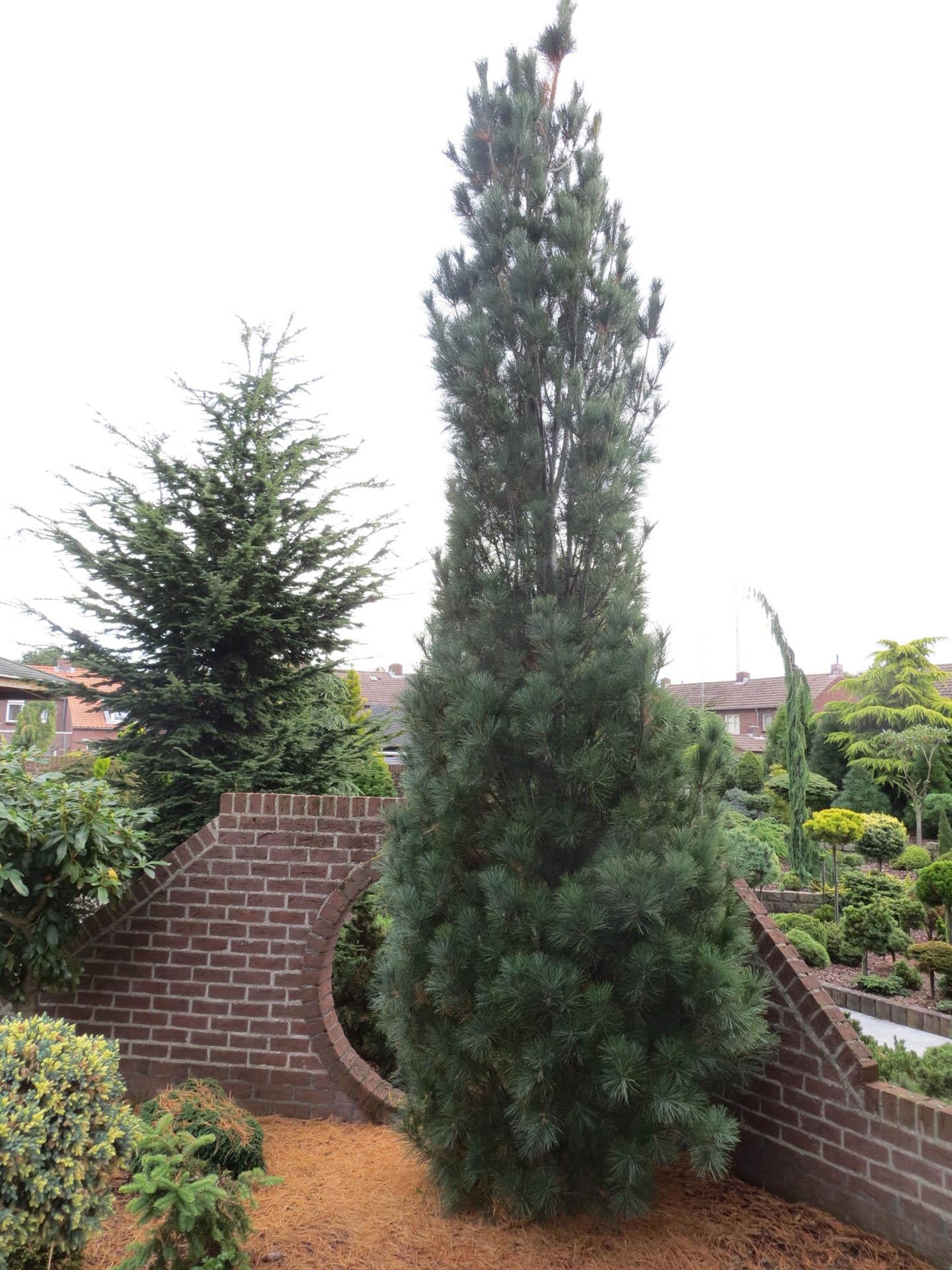 Pinus Strobus Stowe Pillar - View 7 from www redcrocus com