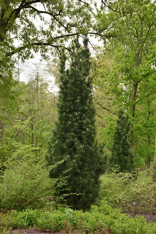 Pinus Strobus Stowe Pillar - View 8 from www redcrocus com