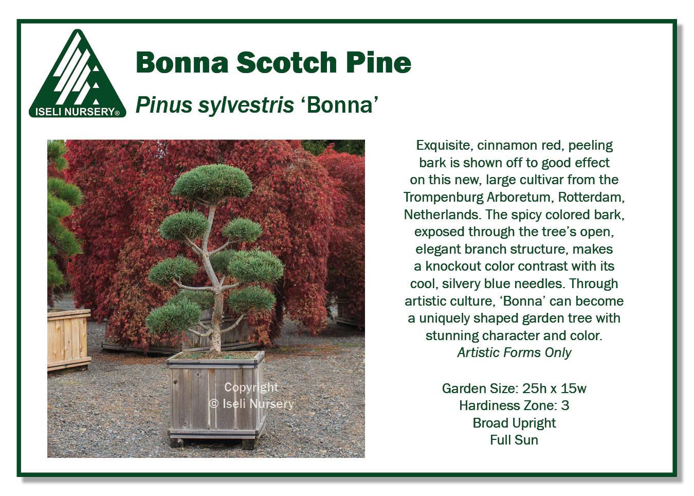 Pinus Sylvestris Bonna Pompom - View 12 from www redcrocus com