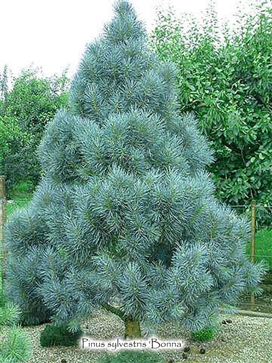Pinus Sylvestris Bonna Pompom - View 1 from www redcrocus com