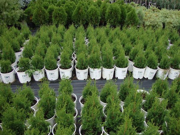 Thuja Occidentalis North Pole - View 19 from www redcrocus com