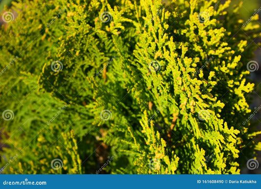 Thuja Orientalis Sunlight - View 10 from www redcrocus com