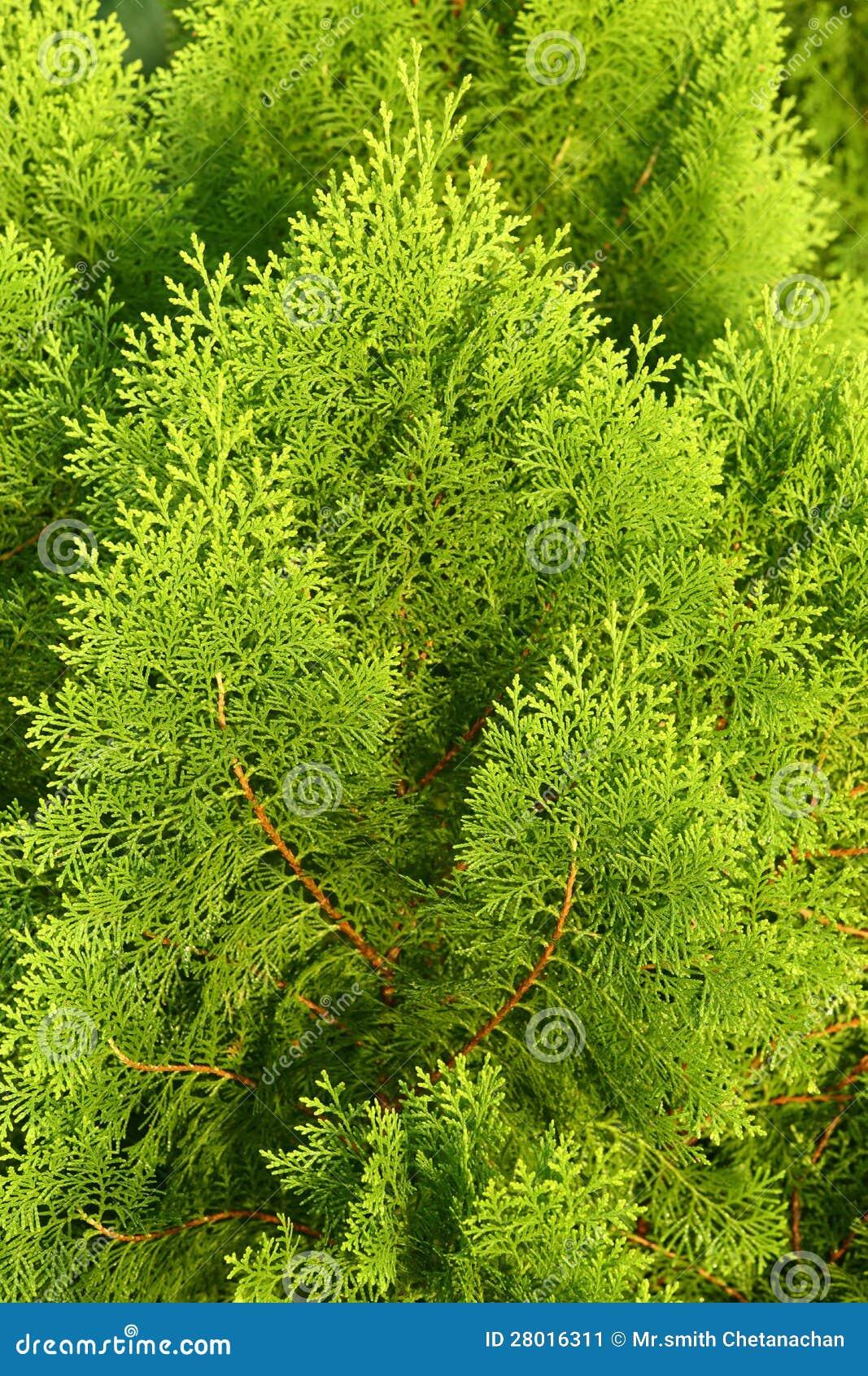 Thuja Orientalis Sunlight - View 11 from www redcrocus com