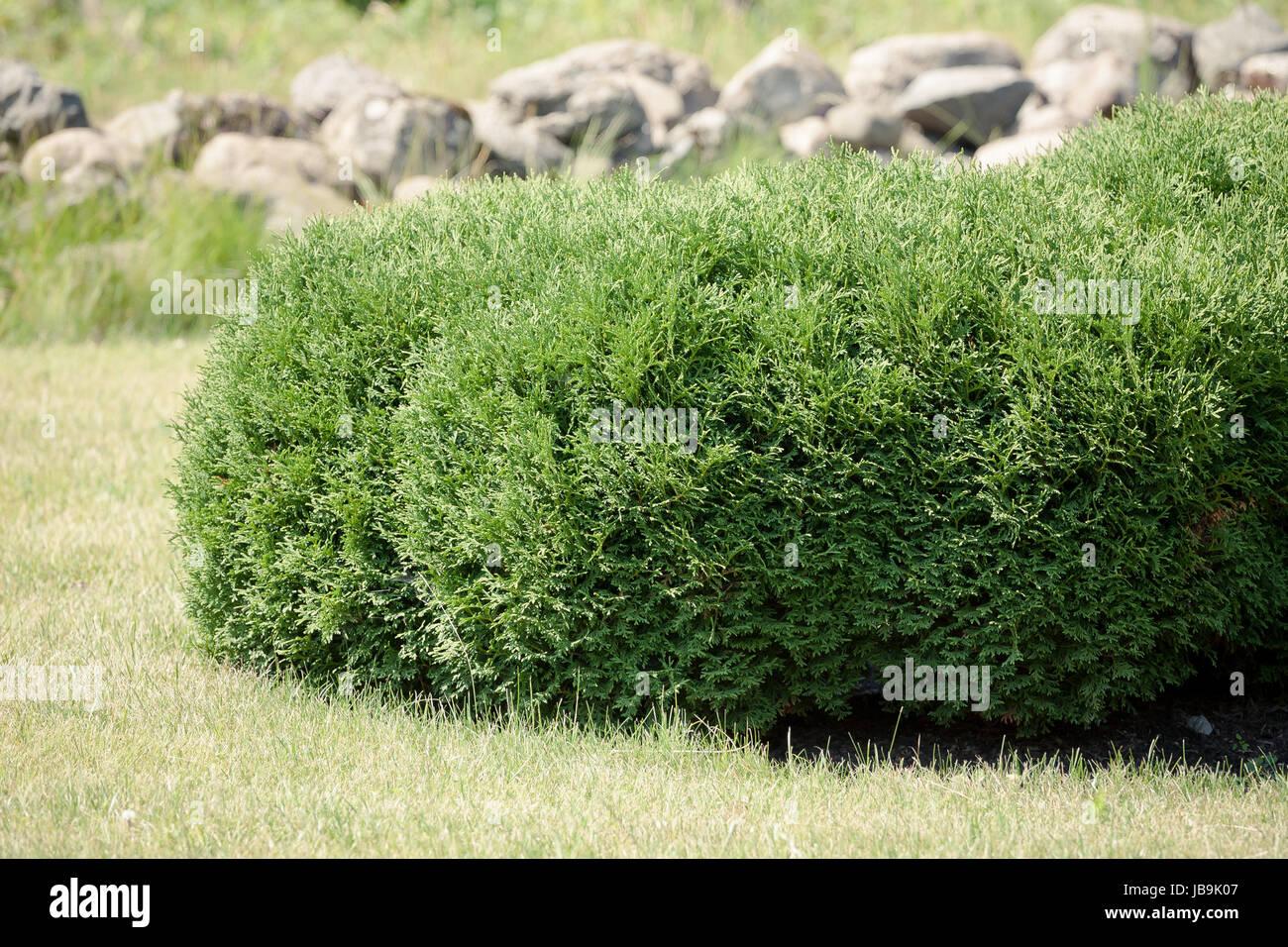Thuja Orientalis Sunlight - View 12 from www redcrocus com
