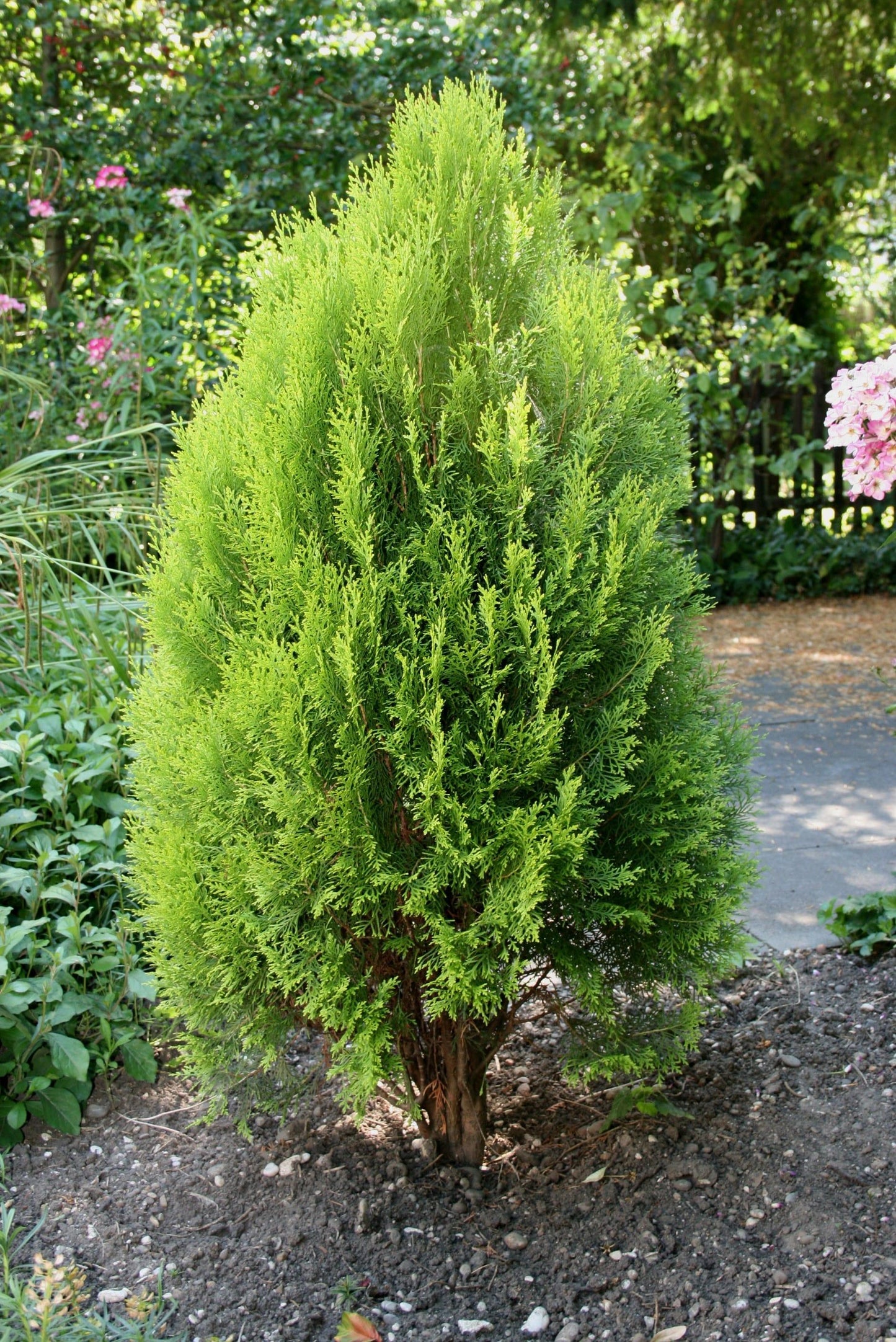 Thuja Orientalis Sunlight - View 17 from www redcrocus com