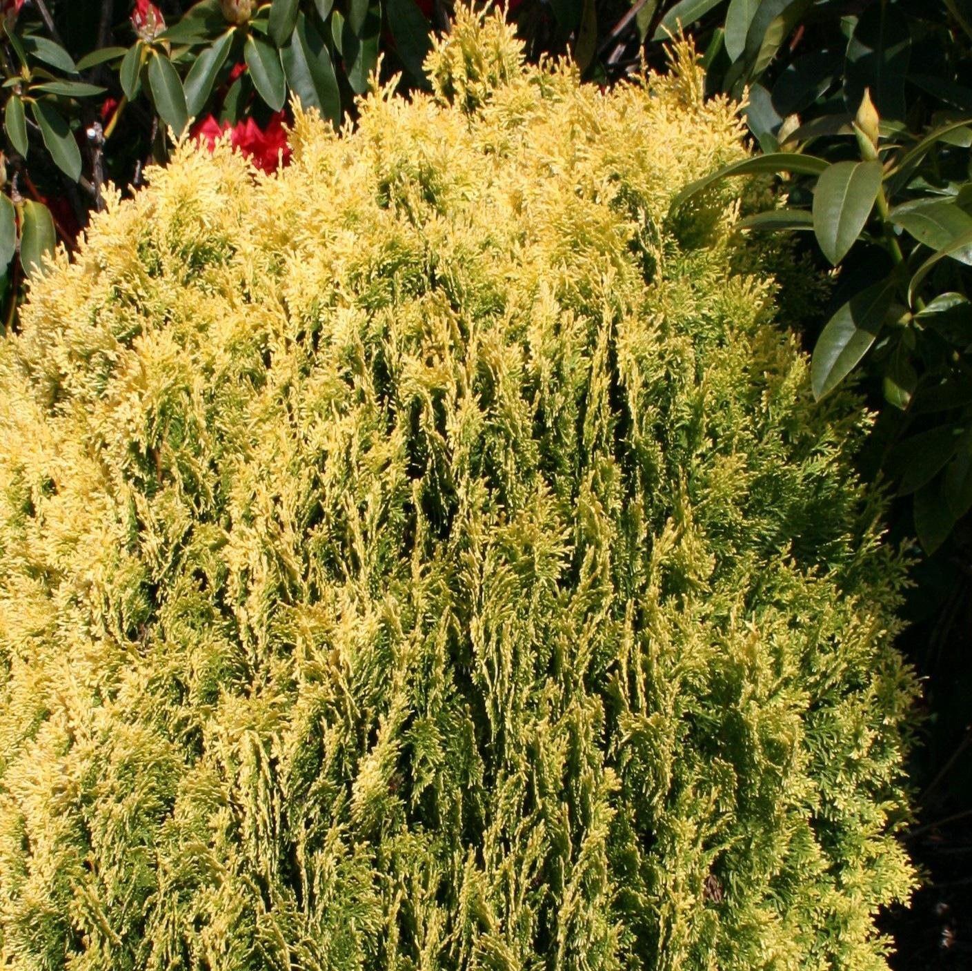 Thuja Orientalis Sunlight - View 1 from www redcrocus com