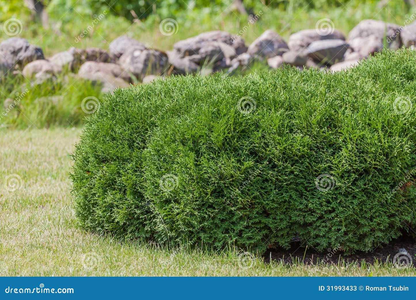 Thuja Orientalis Sunlight - View 5 from www redcrocus com