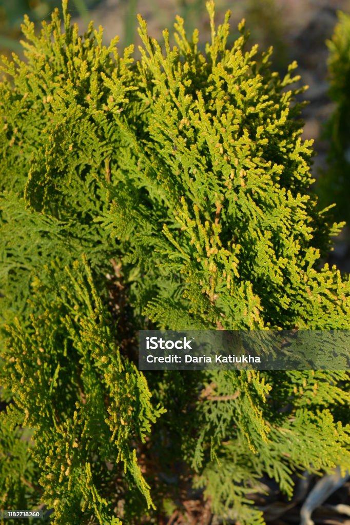 Thuja Orientalis Sunlight - View 6 from www redcrocus com