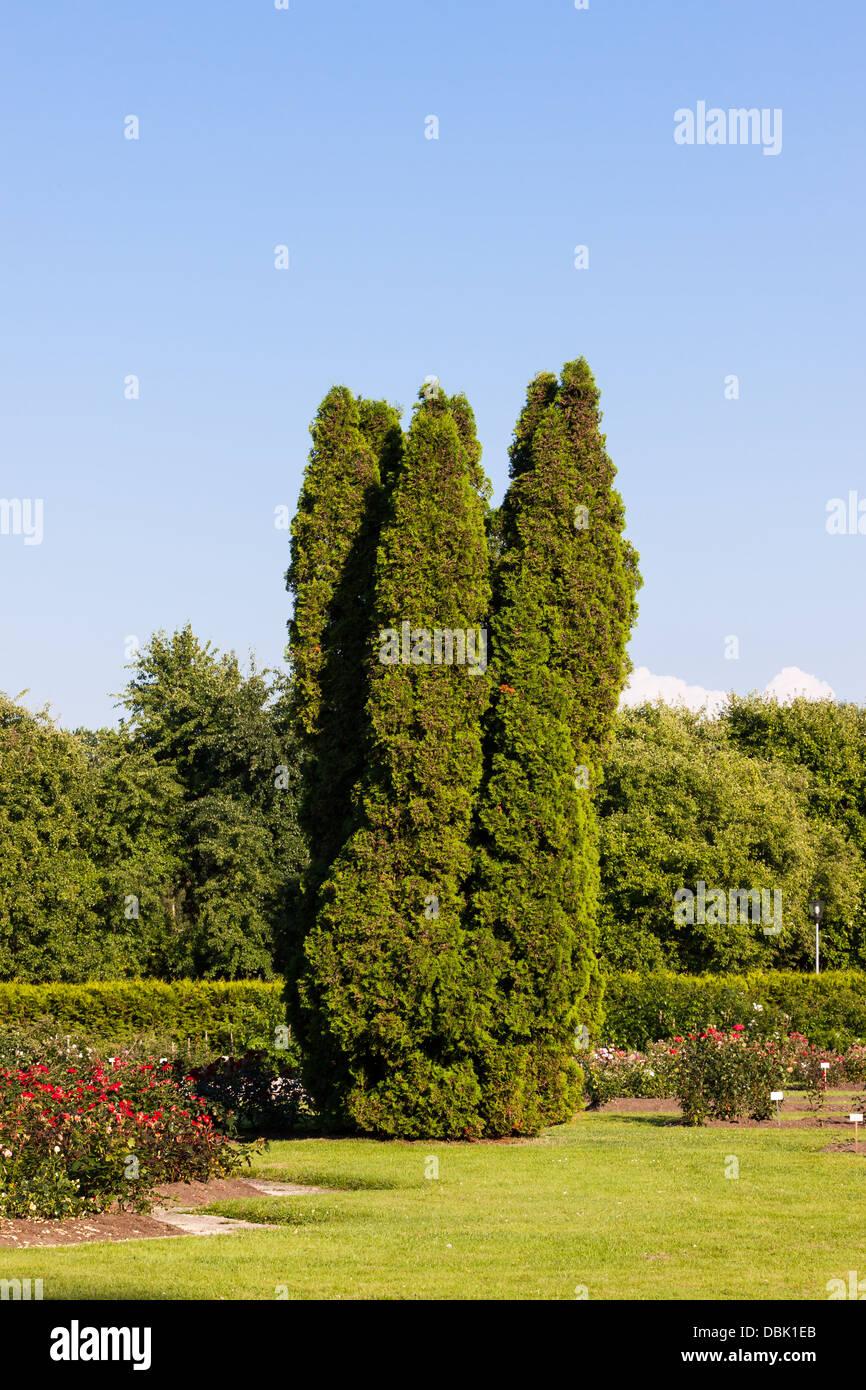 Thuja Orientalis Sunlight - View 7 from www redcrocus com