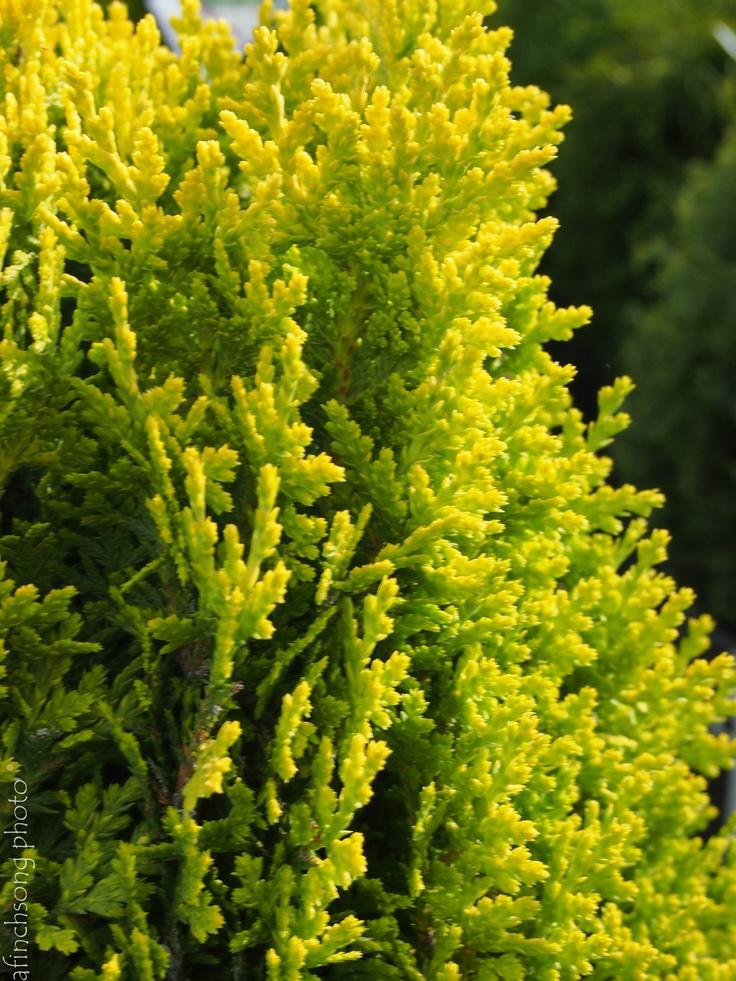 Thuja Orientalis Sunlight - View 9 from www redcrocus com