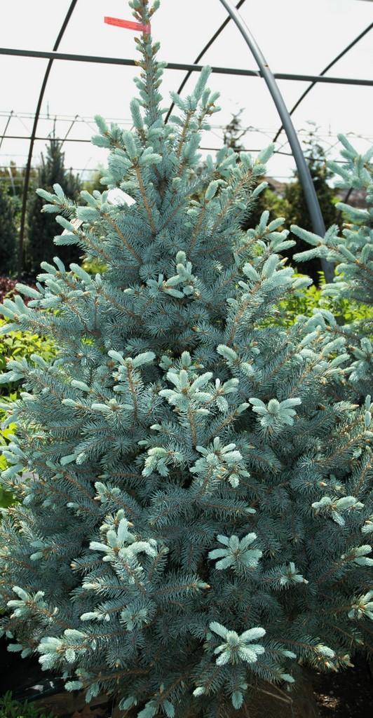 Picea Pungens Glauca Baby Blue - View 10 from www redcrocus com