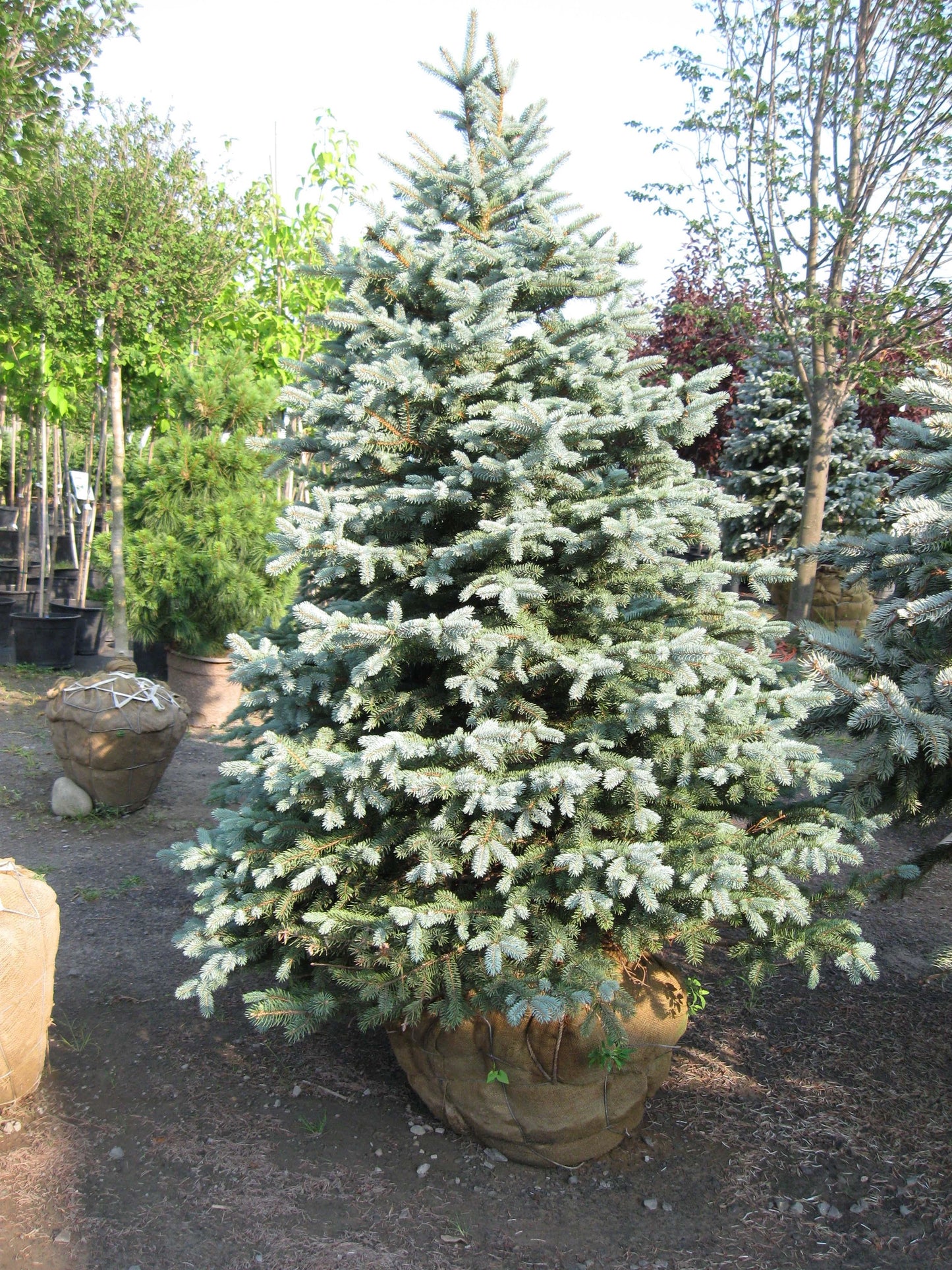 Picea Pungens Glauca Baby Blue - View 14 from www redcrocus com