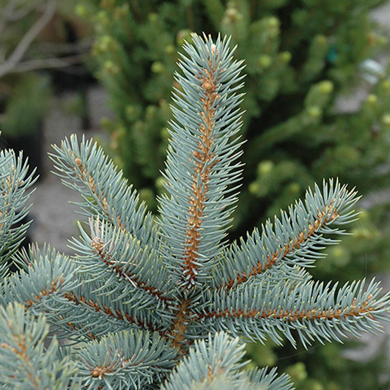 Picea Pungens Glauca Baby Blue - View 15 from www redcrocus com