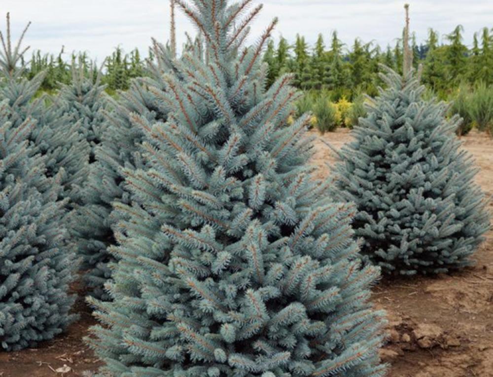 Picea Pungens Glauca Baby Blue - View 16 from www redcrocus com