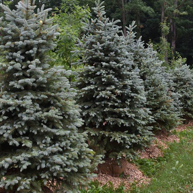 Picea Pungens Glauca Baby Blue - View 19 from www redcrocus com