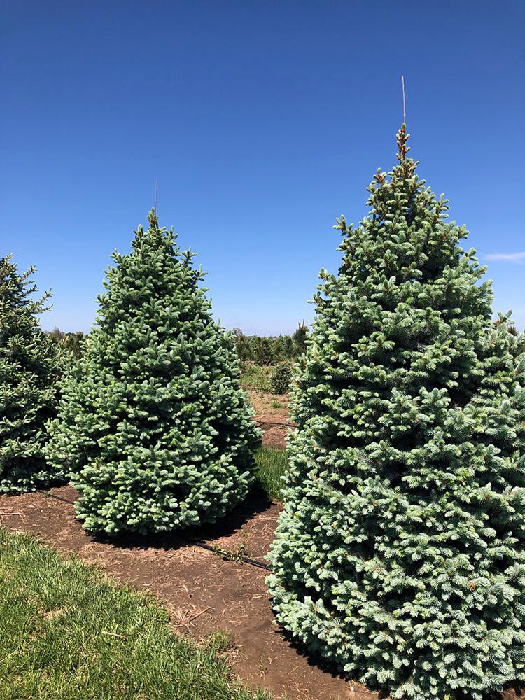 Picea Pungens Glauca Baby Blue - View 2 from www redcrocus com